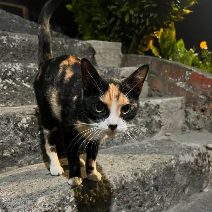 Gato buscando hogar en Pereira, Risaralda 