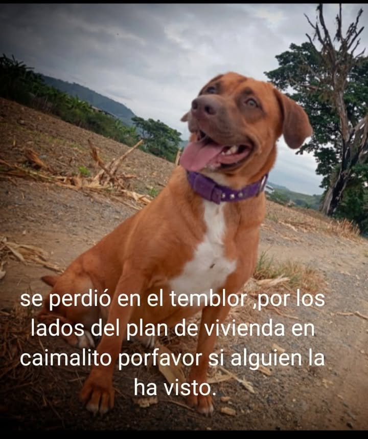Mascota perdida en La Virginia, Risaralda 