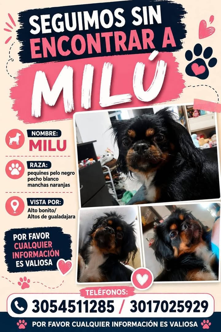 Milu se perdió en Guadalajara de Buga, Valle, Colombia 