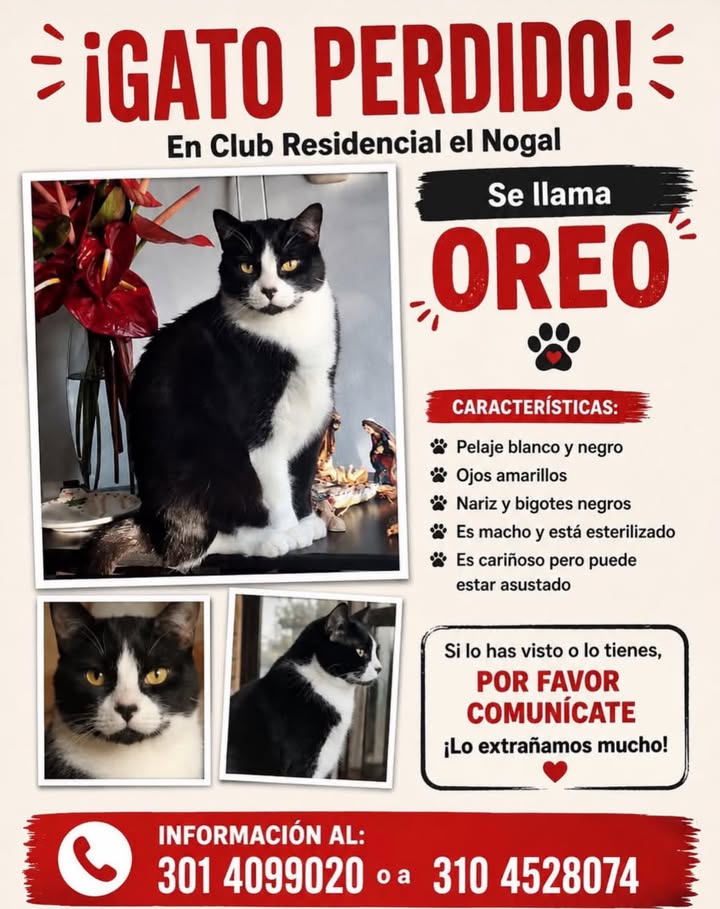 Gato Oreo Perdido en Pereira 