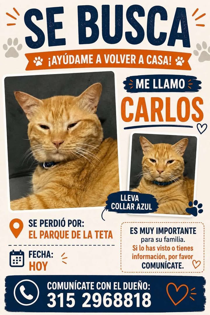 Se busca gato Carlos en Tuluá 