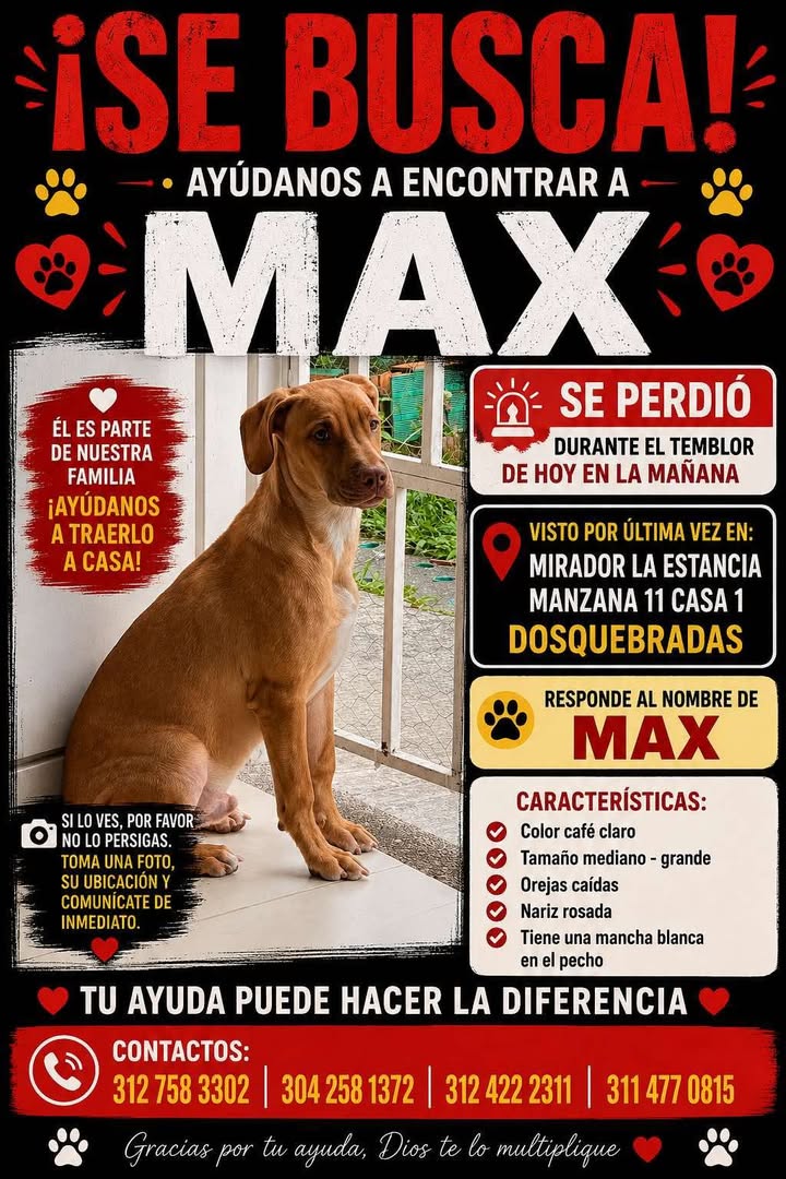 Se busca a Max, perro perdido en Pereira 