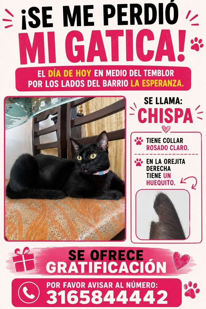 Gatica perdida en Tuluá, Valle del Cauca 