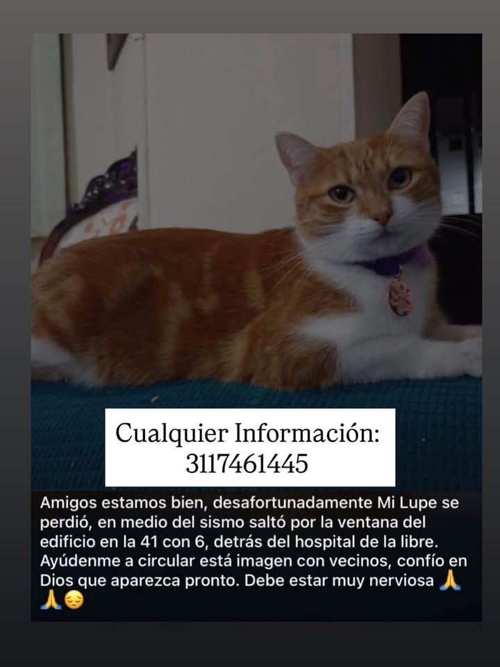 Gato perdido en Pereira 