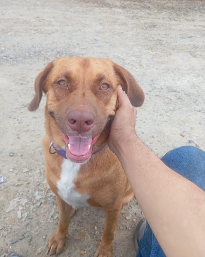 Mascota perdida en La Virginia, Risaralda 