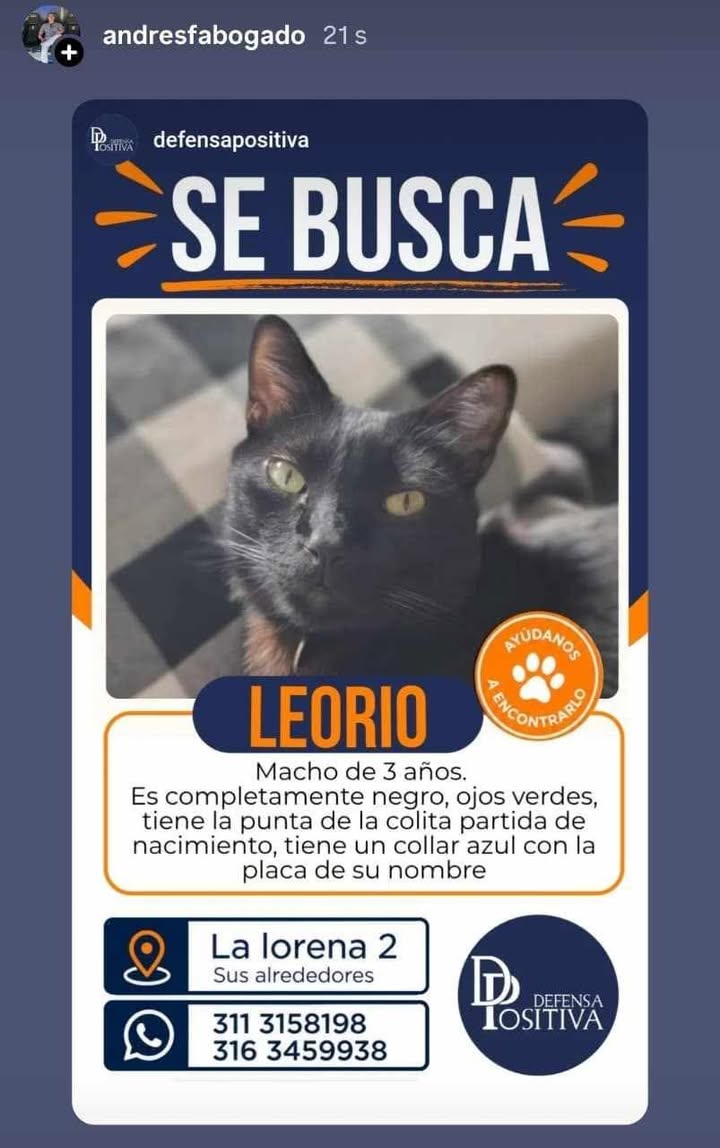Gato Negro Leorio Perdido en Pereira 