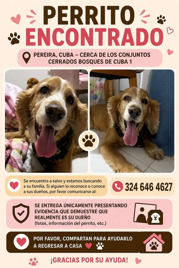 Perrito encontrado en Pereira 