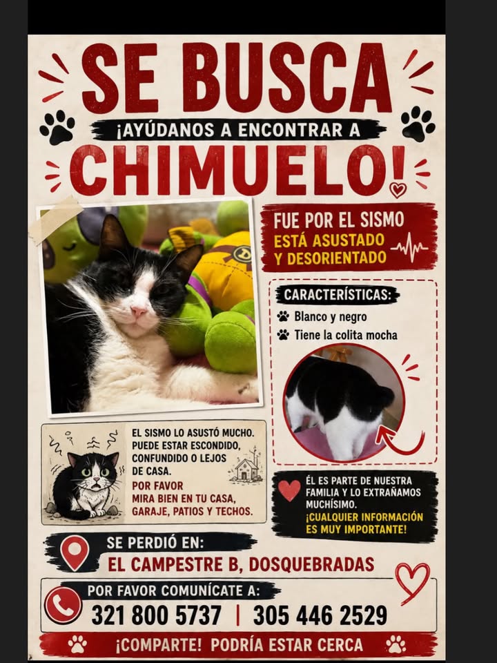 Gato perdido en Pereira: ¡Ayúdanos a encontrar a Chimuelo! 
