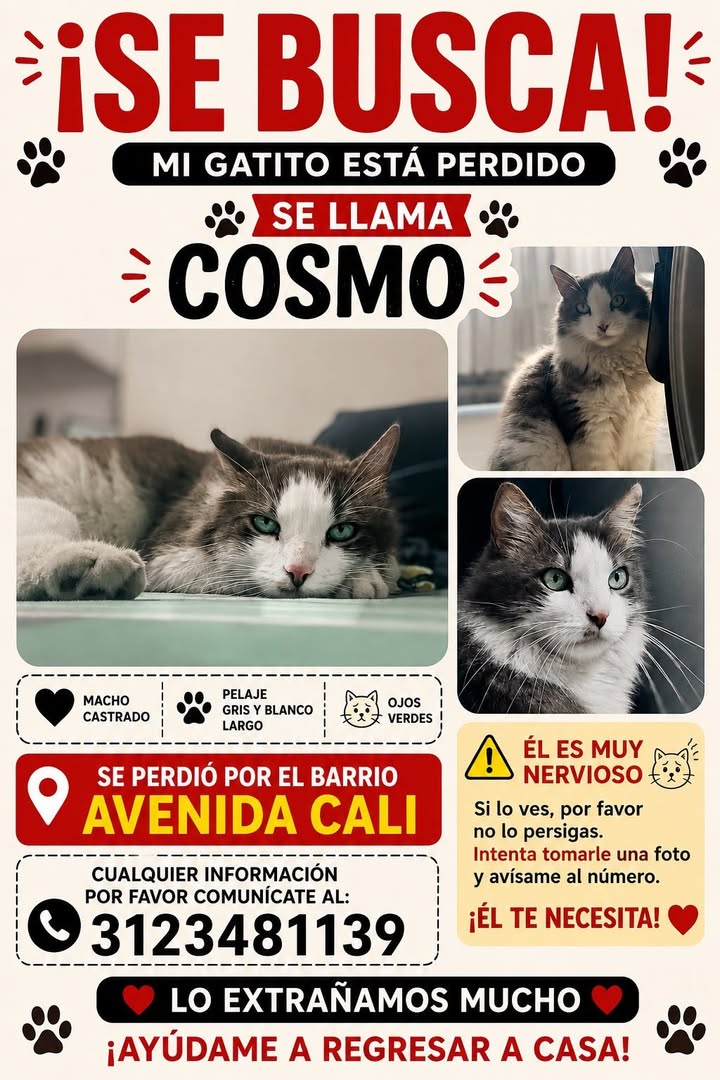 Gatito Cosmo perdido en Tuluá 