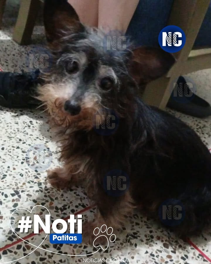 Perrito ciego perdido en Circasia, Quindío 