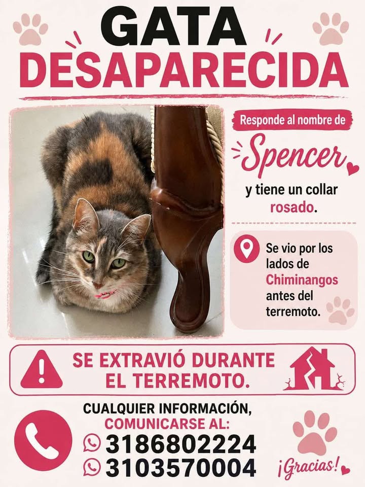 Gata Desaparecida en Tuluá - Spencer 