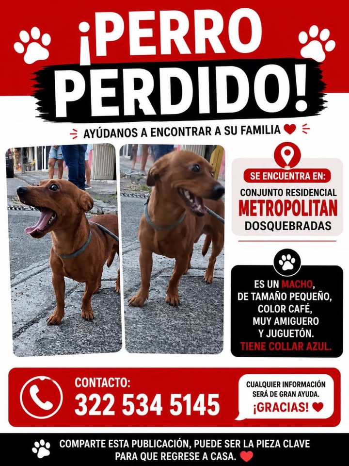 Perro perdido en Pereira, Risaralda 