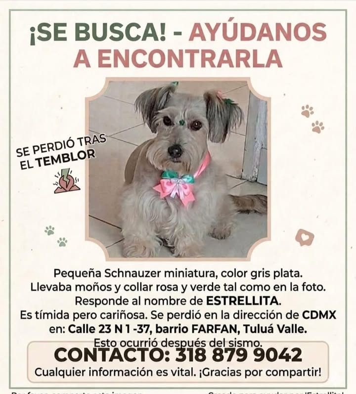 Perra Schnauzer Miniatura perdida en Tuluá 