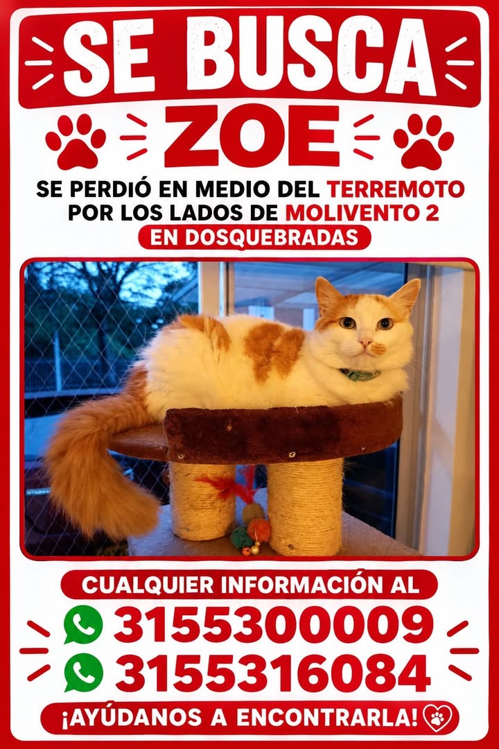 Gato Zoe perdido en Dosquebradas por terremoto 