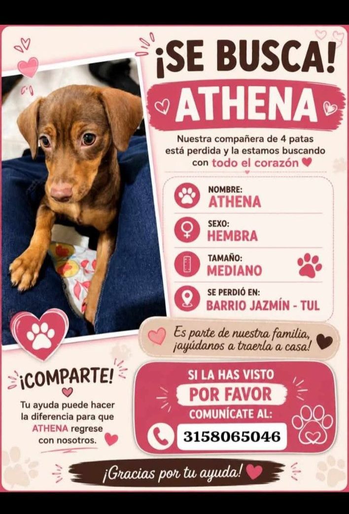 Se Busca Athena, Perra Perdida en Tuluá 