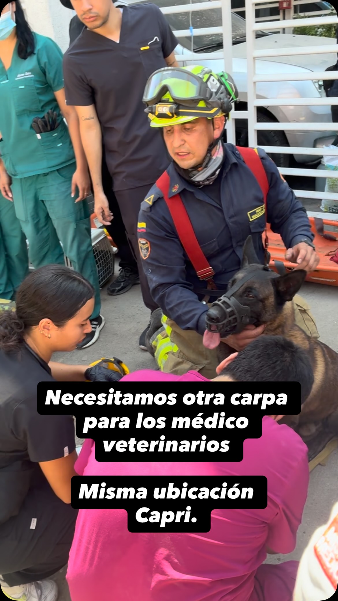 Perro encontrado en Pasto, Nariño 