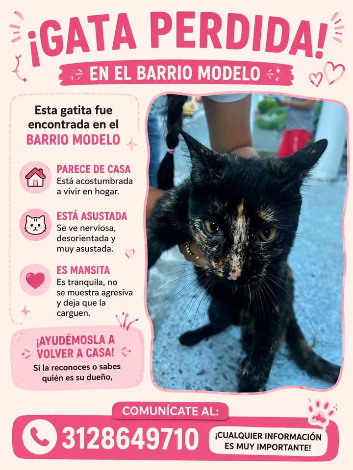 Gata encontrada en Pereira 