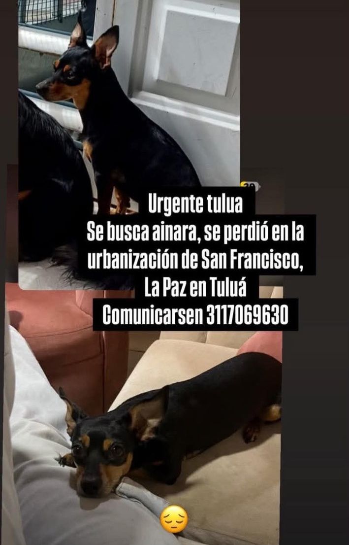 Perro perdido en Tuluá, Valle 