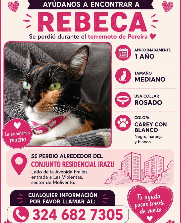 Gato perdido en Pereira, Risaralda 