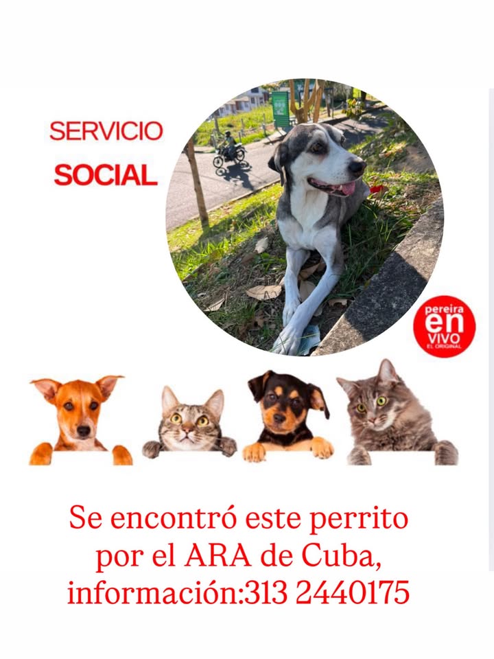 Perro encontrado en Pereira 