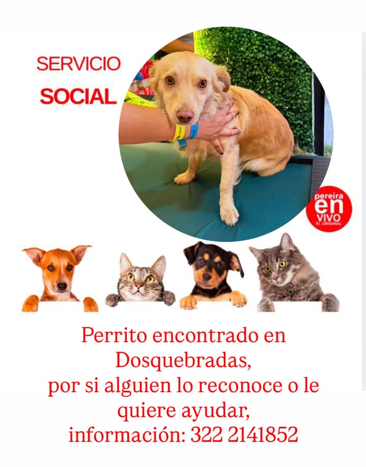 Perrito encontrado en Dosquebradas 