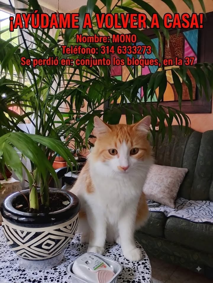 Gato perdido en Pereira 