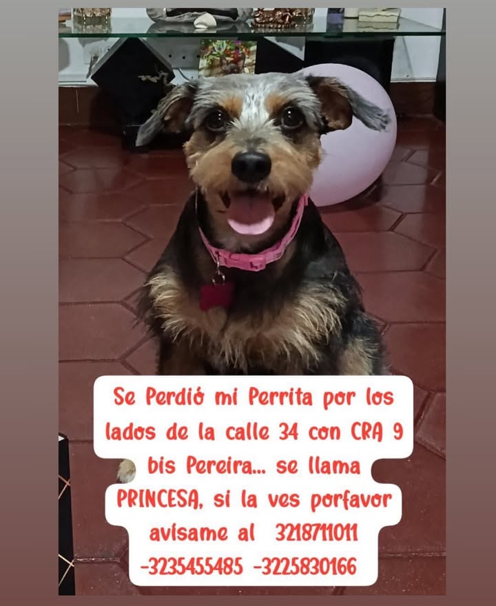 Perra perdida en Pereira 