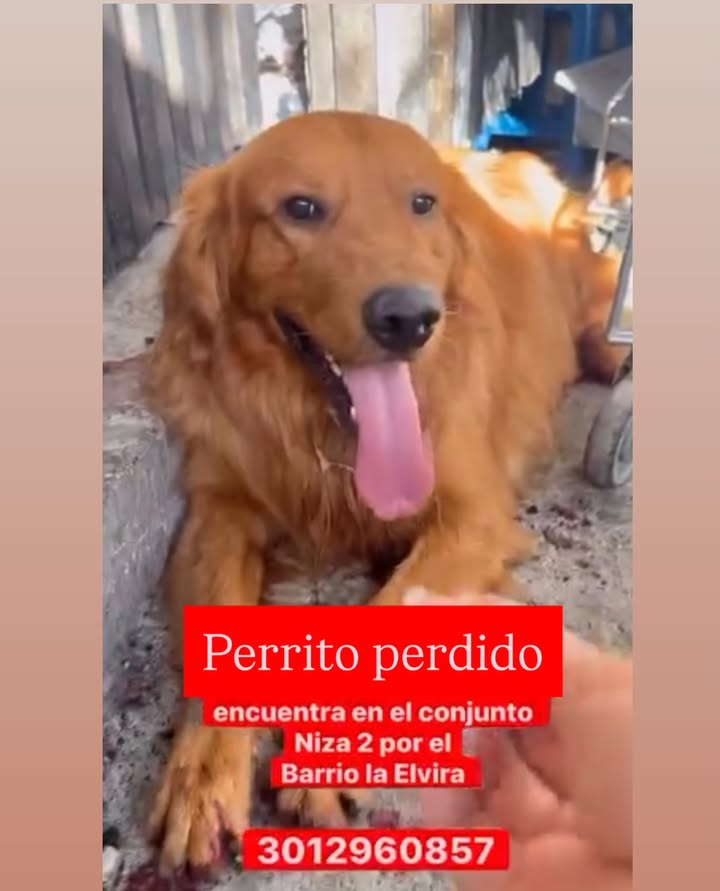Perro perdido en Pereira 