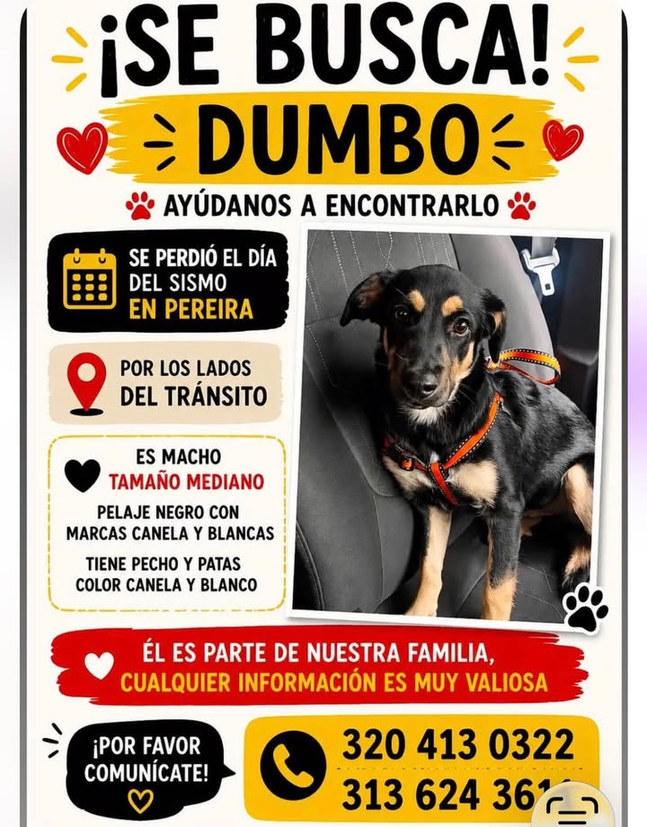 Perro perdido en Pereira 