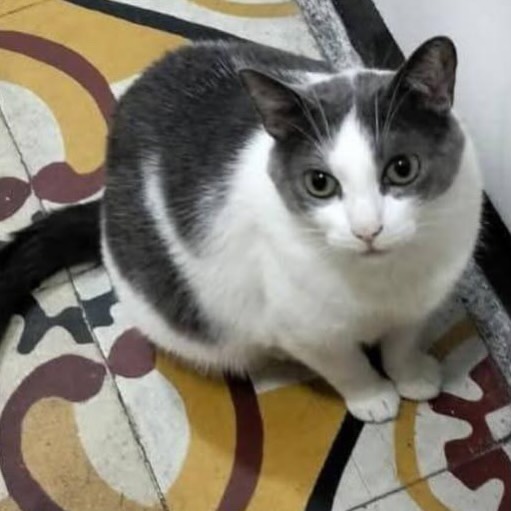 Gato de 2 años esterilizado en adopción en Pereira 