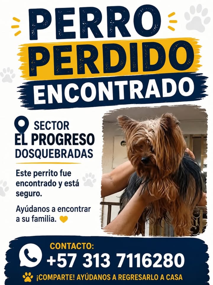 Perro perdido encontrado en Dosquebradas 