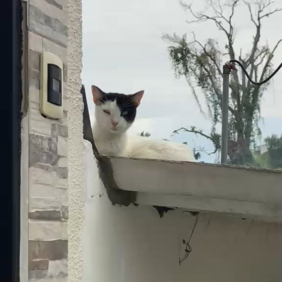 Gatica busca hogar de paso o definitivo en Pereira, Risaralda 