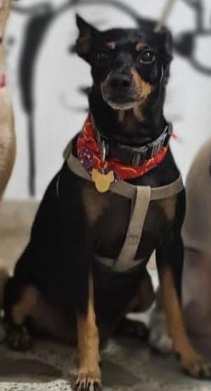 Perro Pinscher perdido en Pampalinda, Cali 
