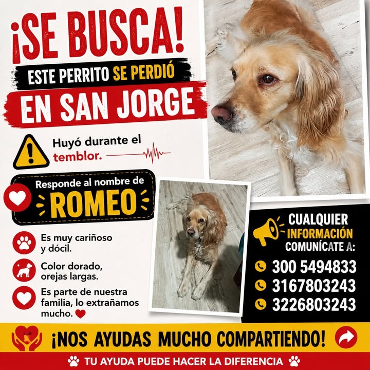 Perrito perdido en San Jorge, responde al nombre de Romeo 