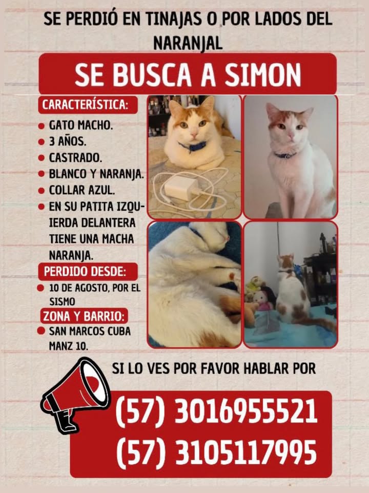 Gato perdido en Tinajas o por lados del Naranjal, Pereira 