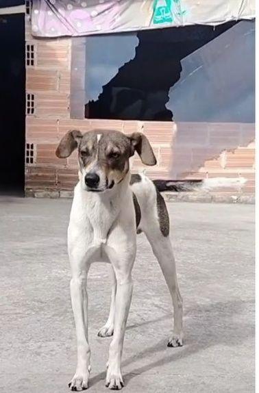 Perro en adopción en Bogotá 