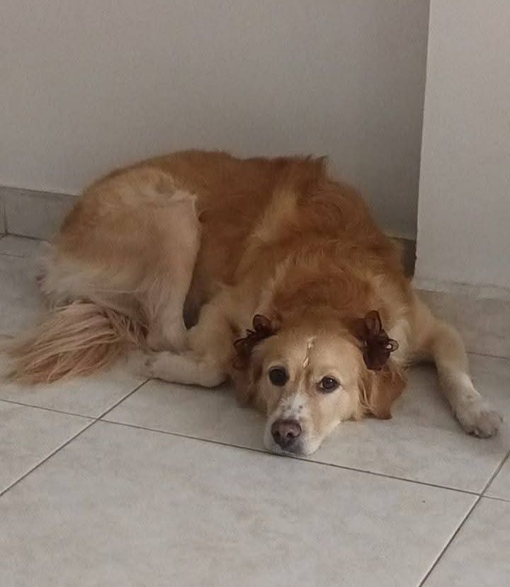 Perrita perdida en Cali, Valle del Cauca 