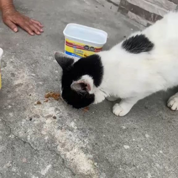 Gatica busca hogar de paso o definitivo en Pereira, Risaralda 