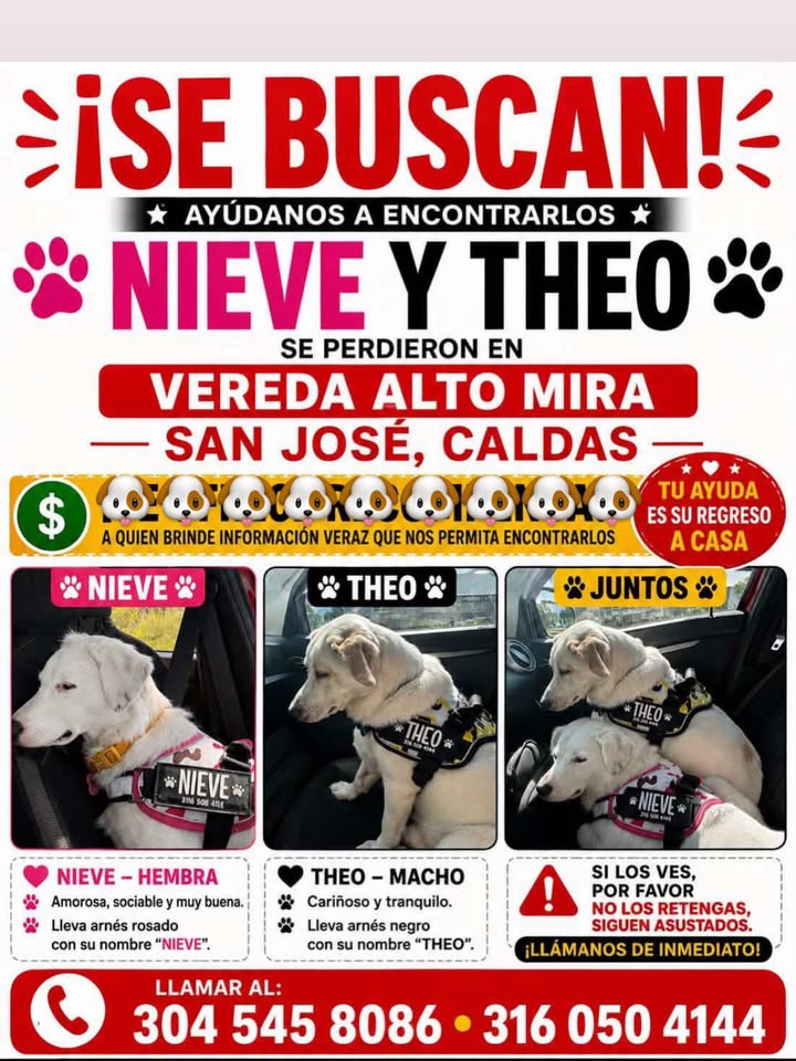 Se buscan Nieve y Theo en Pereira, Risaralda 