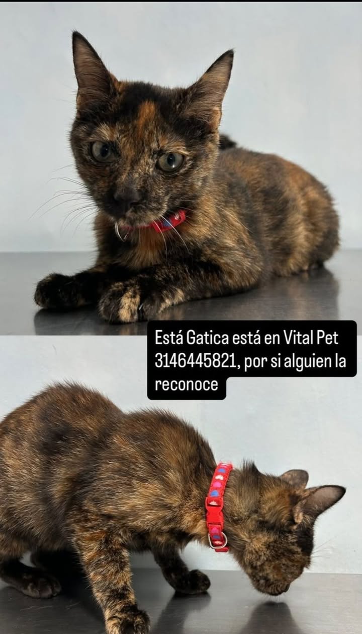 Gatica encontrada en Santa Rosa de Cabal, Risaralda 