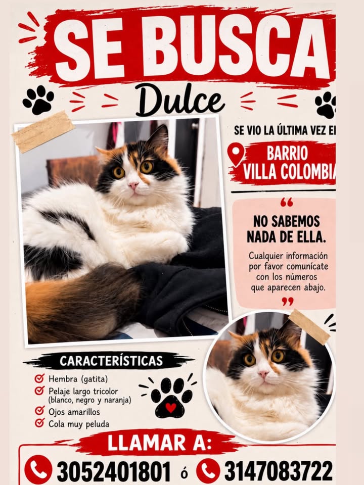 Se Busca Gata Mestiza "Dulce" en Pereira, Risaralda 