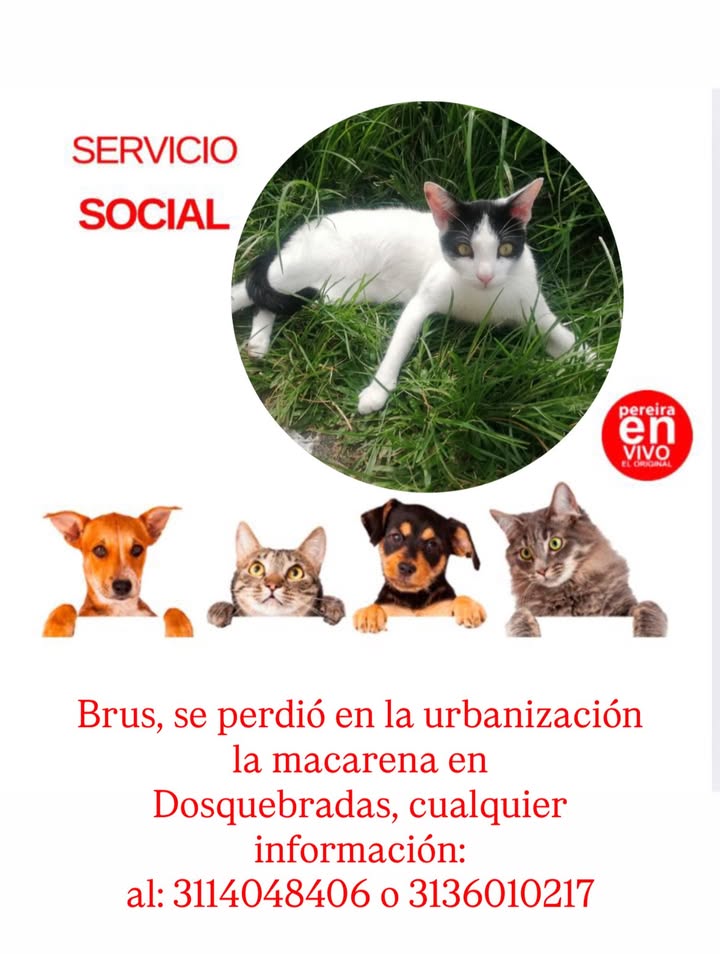 Gato perdido en Dosquebradas Risaralda 