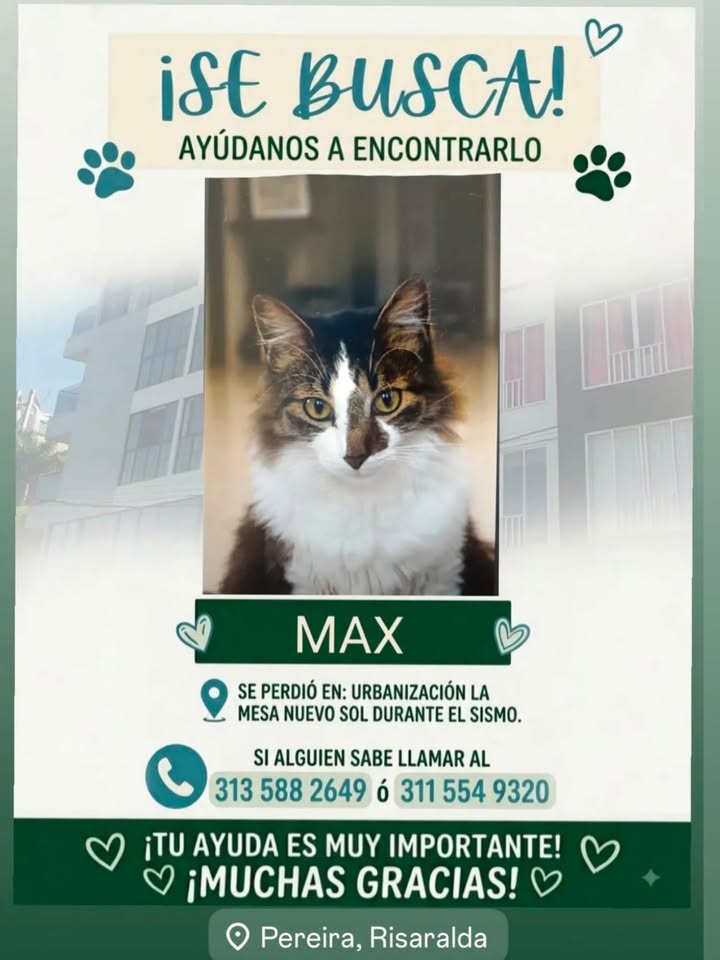 Busqueda de gato Max en Pereira, Risaralda 
