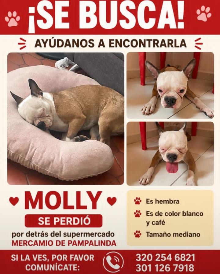 Perra Molly perdida en Pampalinda, Cali 