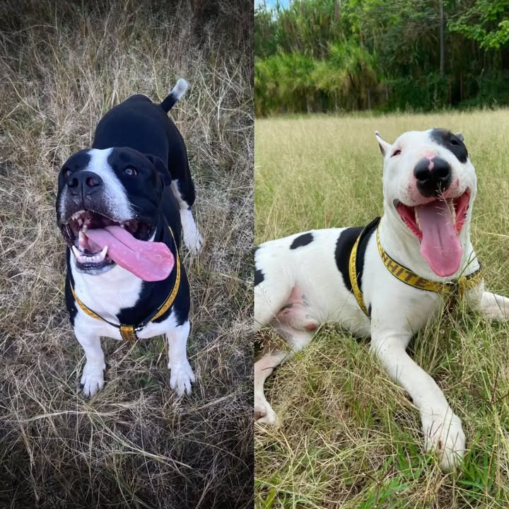 Adopción de Pitbull y Bull Terrier machos de 2 años en Pereira 