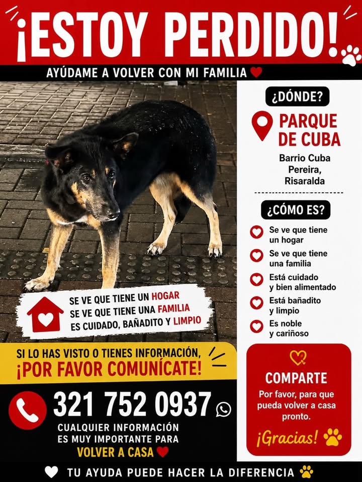 Perro perdido en Pereira, Risaralda 