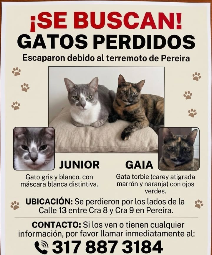 Gatos perdidos por terremoto en Pereira 