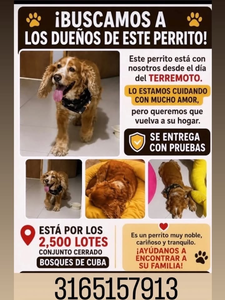 Buscamos dueños de perrito encontrado 
