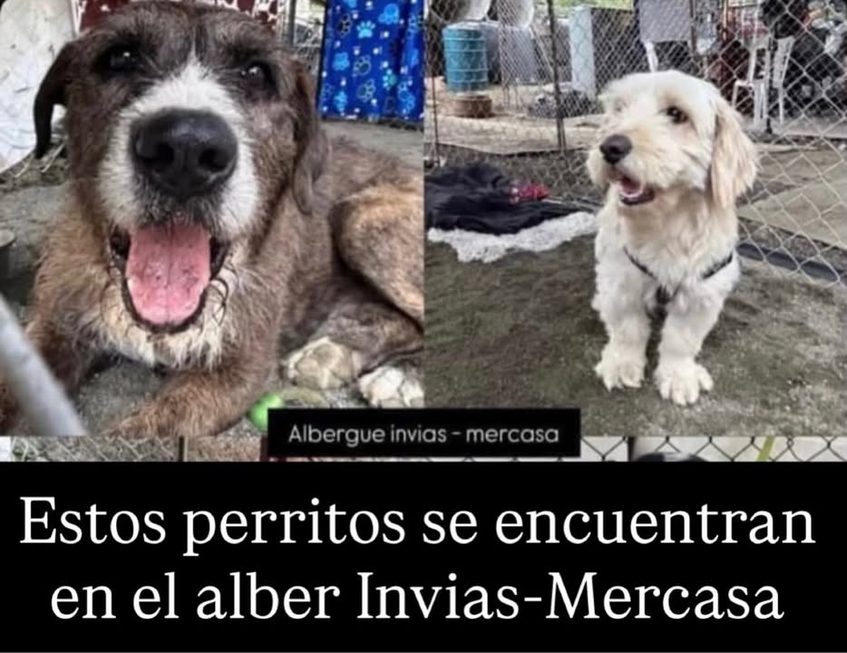 Perritos encontrados en albergue Inbias-Mercasa 
