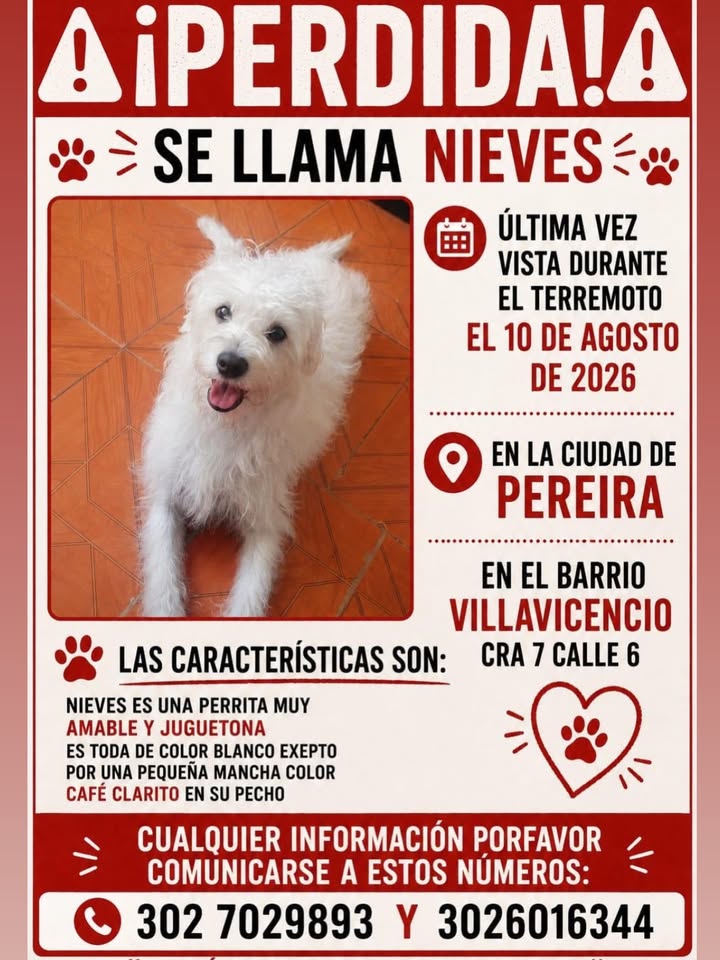 Perro perdido en Pereira: Se busca a Nieves 